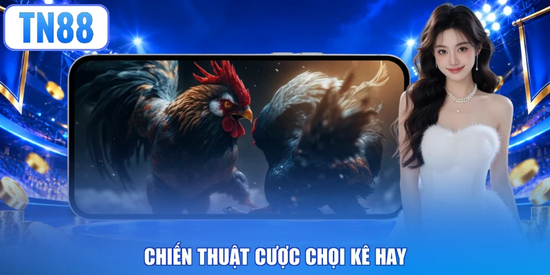 Chiến thuật cược chọi kê hay
